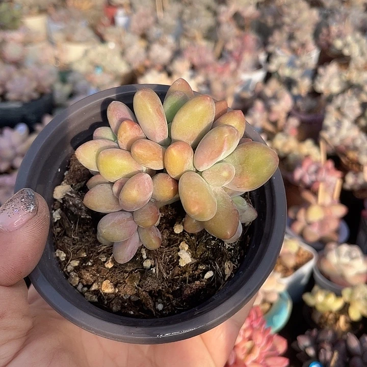 芒果奶 6头朵朵缀化 冠服7左右