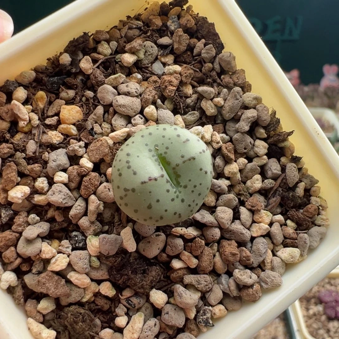 1246火龙果安贞福利