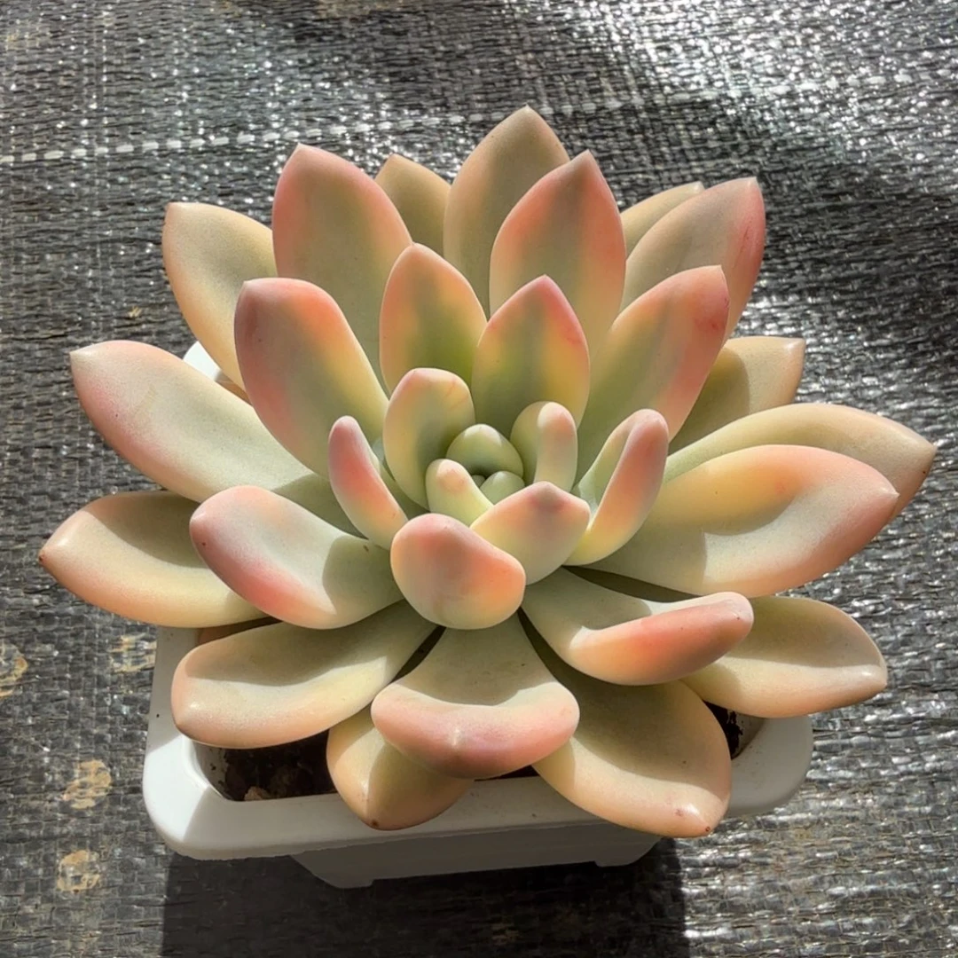 彩色奥普锦锦上园艺一物一拍