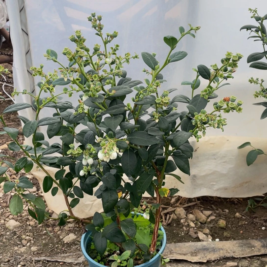 一物一拍带花带果