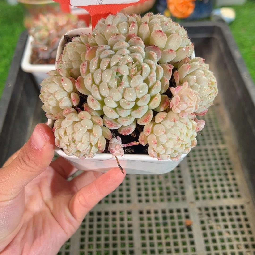 表妹精品多肉6250.