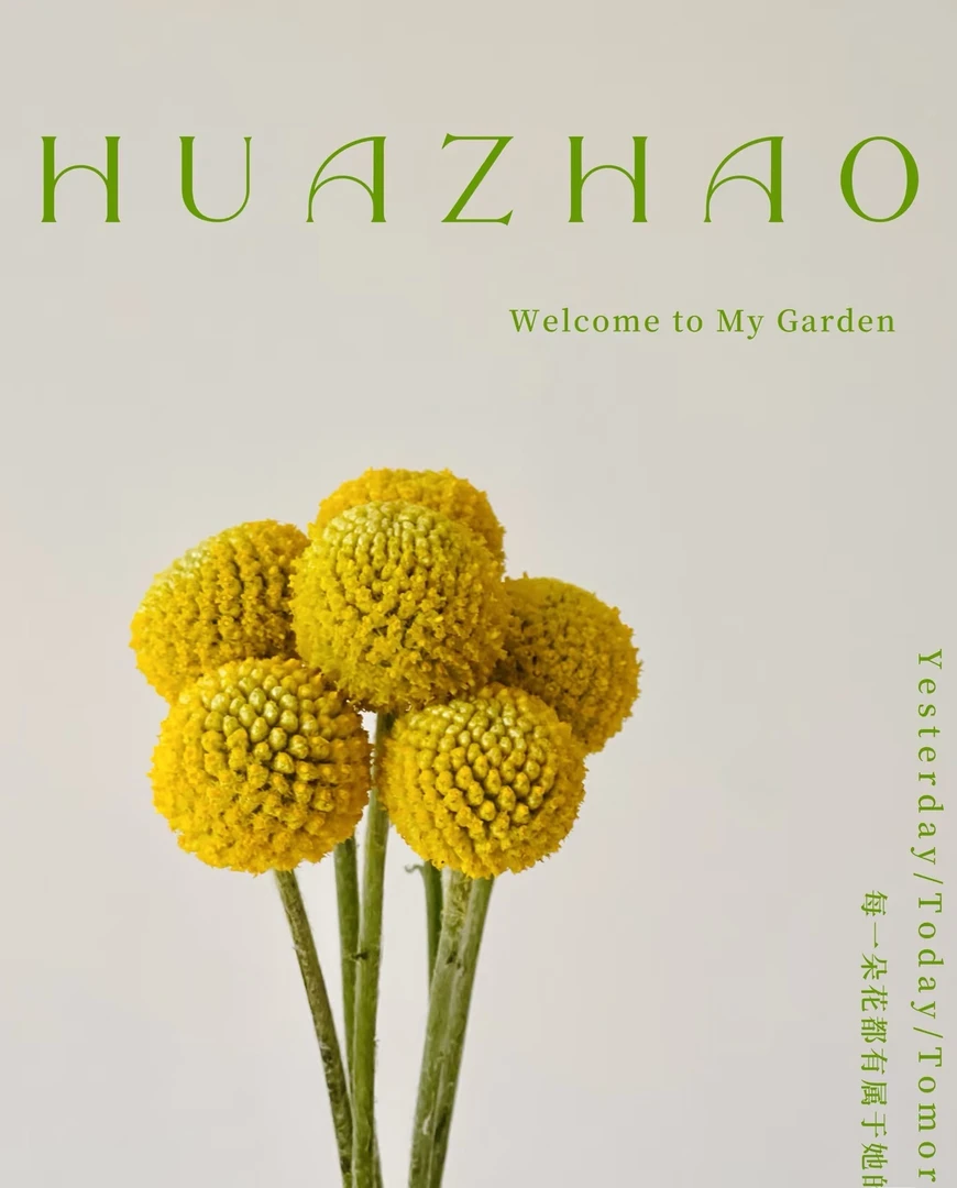 【黄金球】鲜花发货干插可以做干花可以水培百搭配花家居装饰长花期