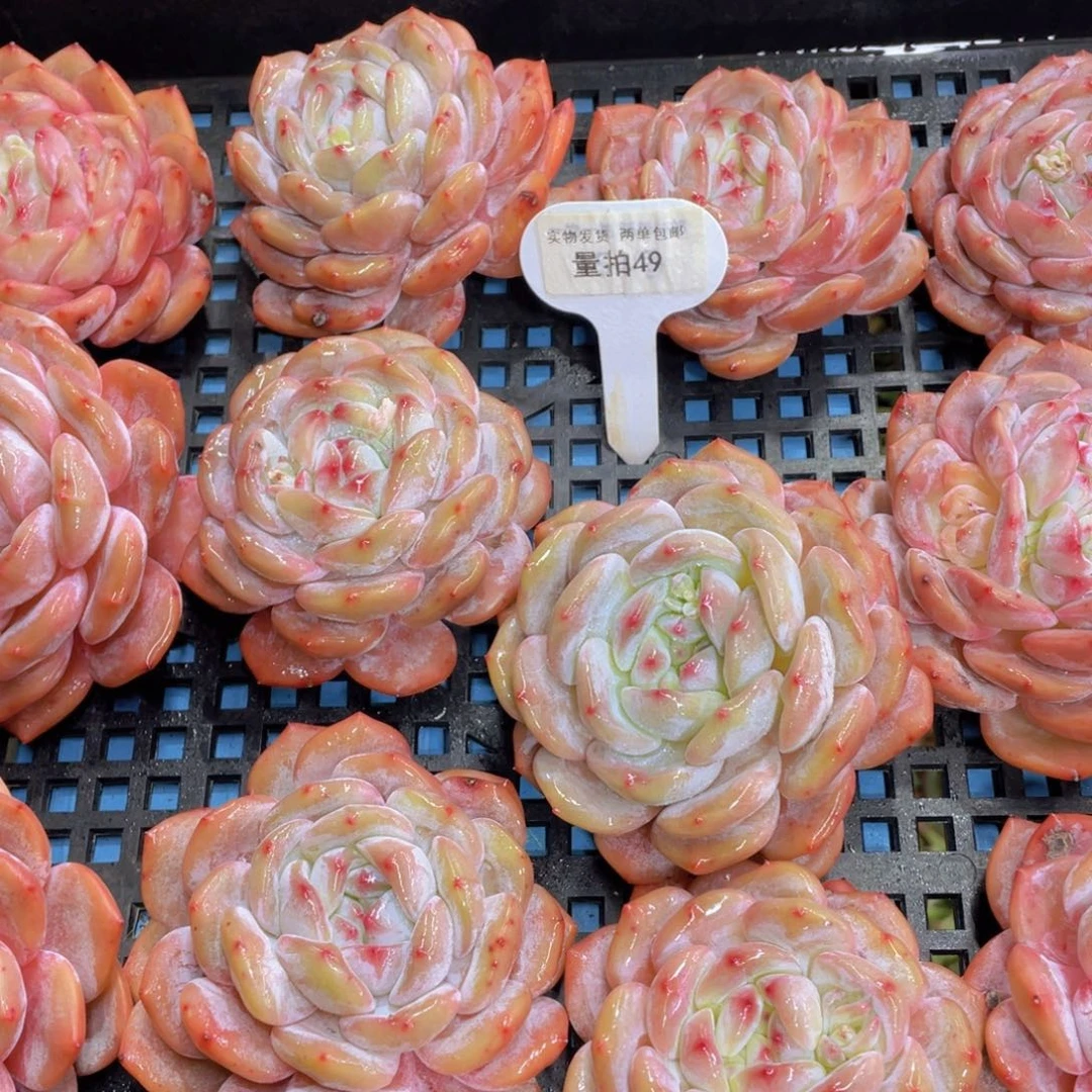 量拍49号 老桩母本大韩橙单头两个