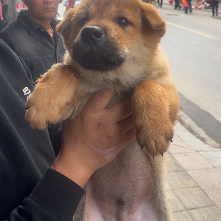 若***1中华田园犬小弟弟