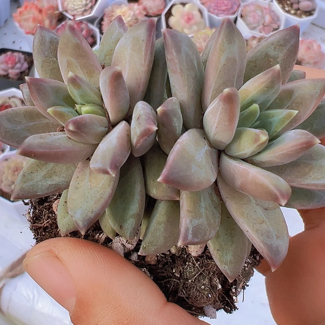 双头陨石19包邮多肉