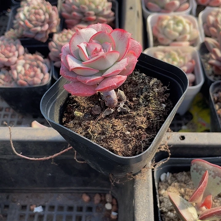 克罗地亚带盆土发