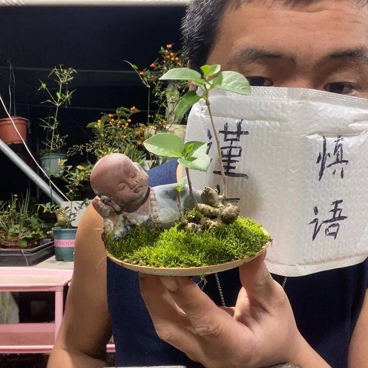 以实际为准盆景绿植盆栽55