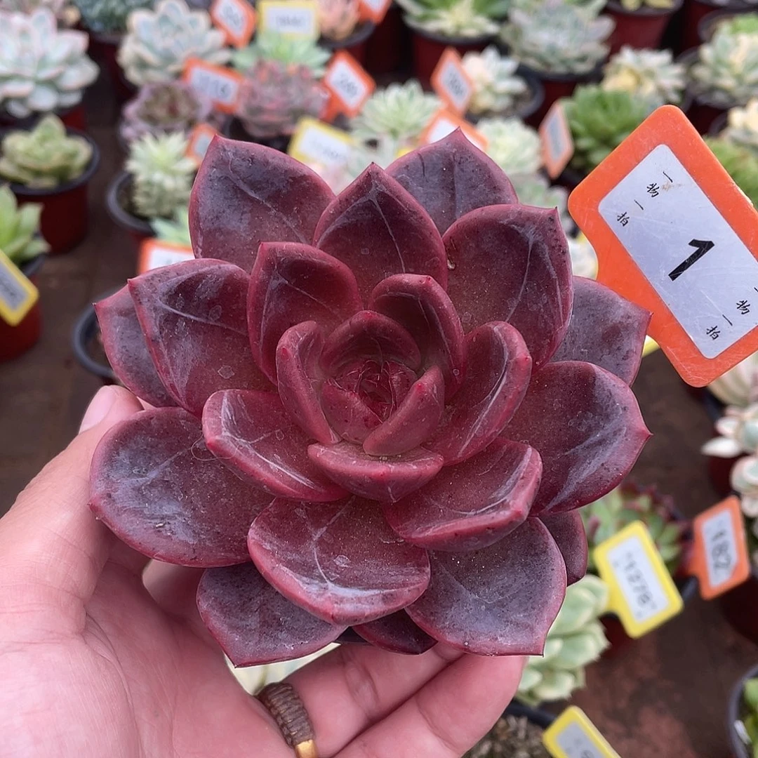 1白夜香槟多肉植物