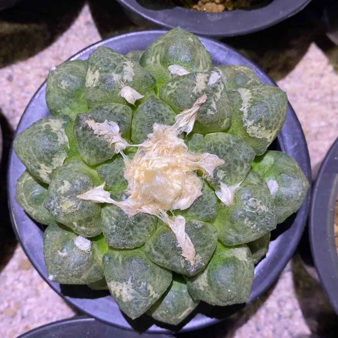 自根连山牡丹福利10.2cm