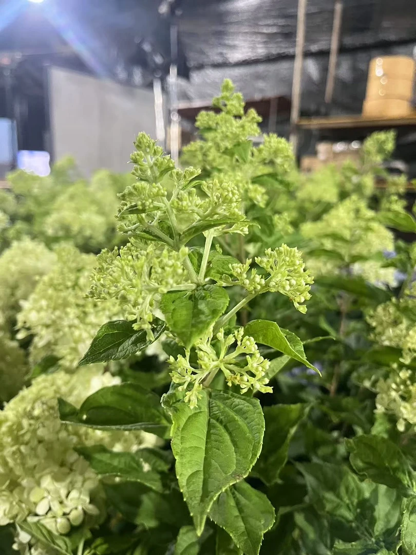 【活力青柠 绣球老桩】 2加仑 圆锥绣球 云南露天种植绣球 易养盆栽