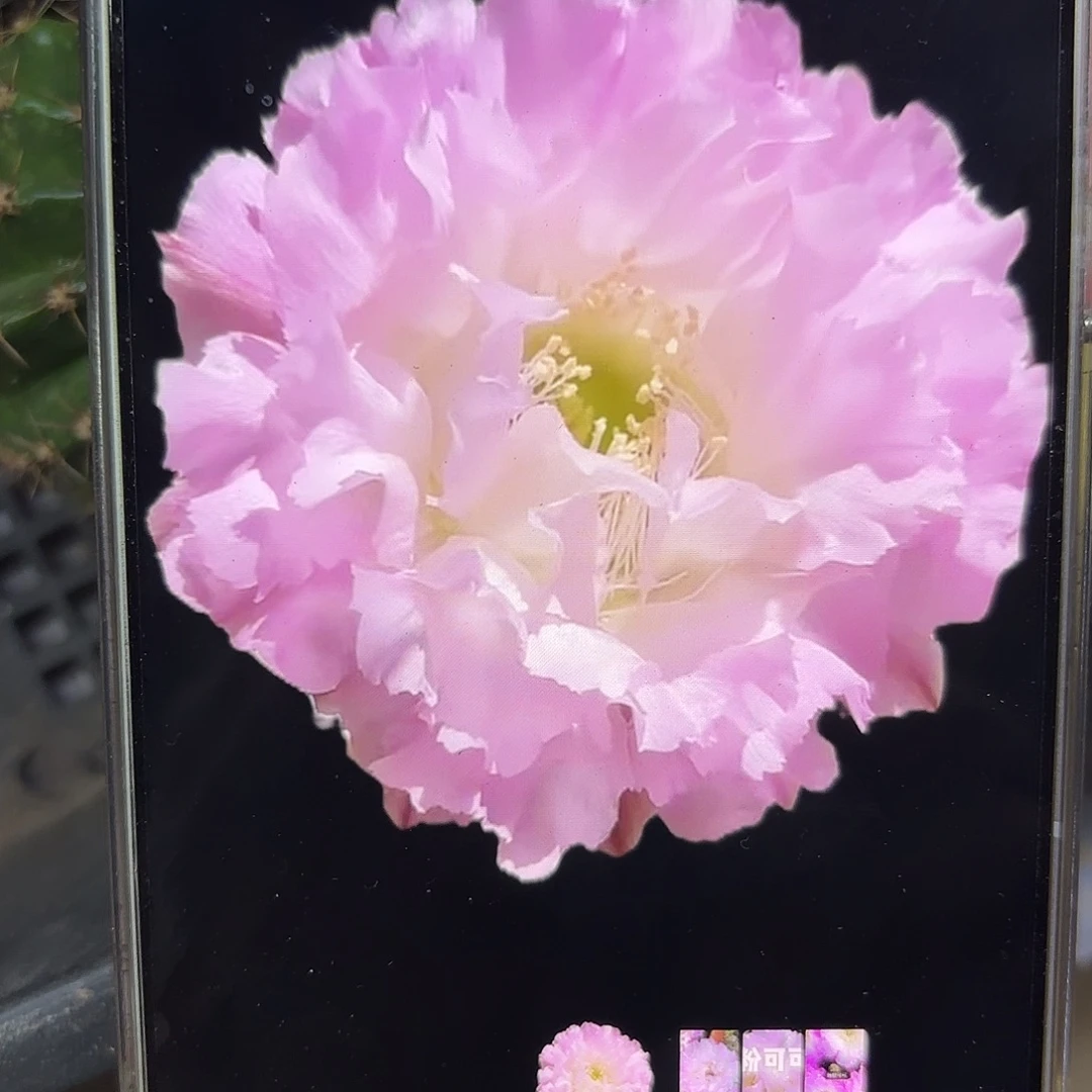 粉可可彩5公分侧牙20包邮26