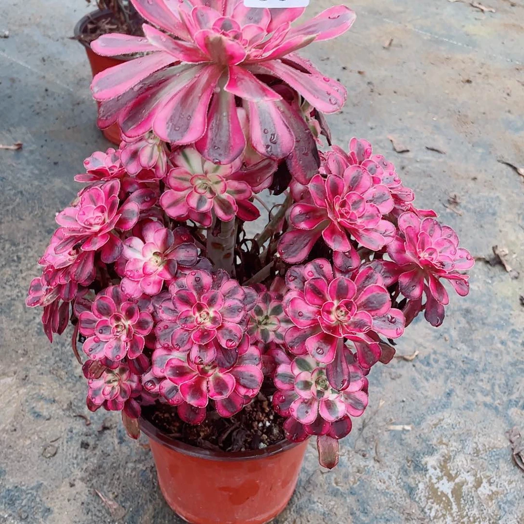 无花朵多肉植物667