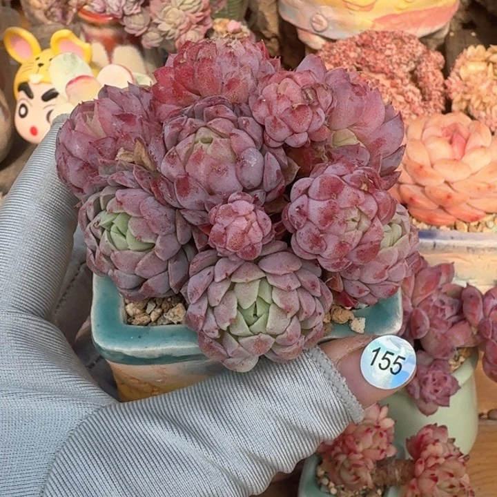 155 多肉含盆土 满30元包邮 除偏远