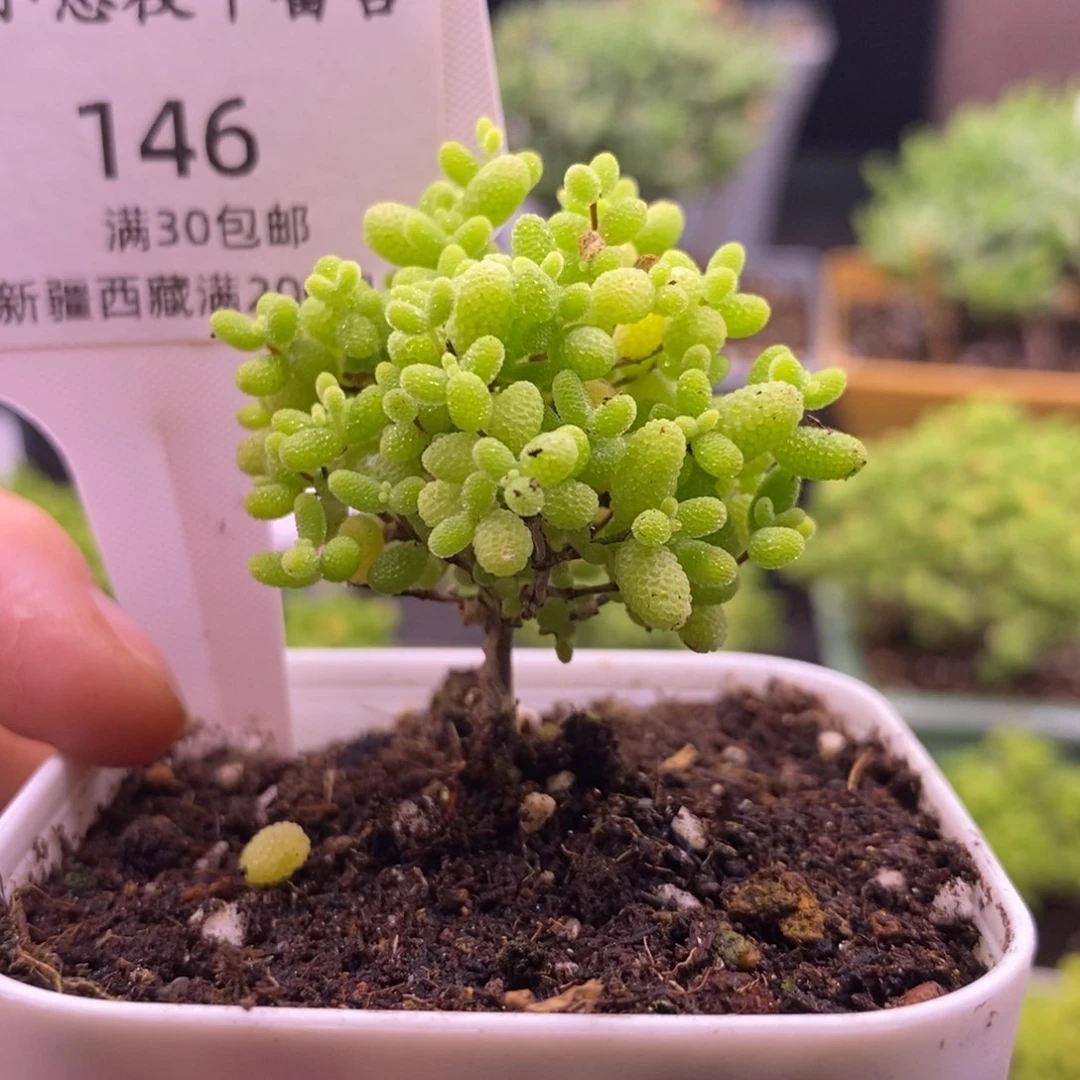 西**岙146蜜桔糖球。