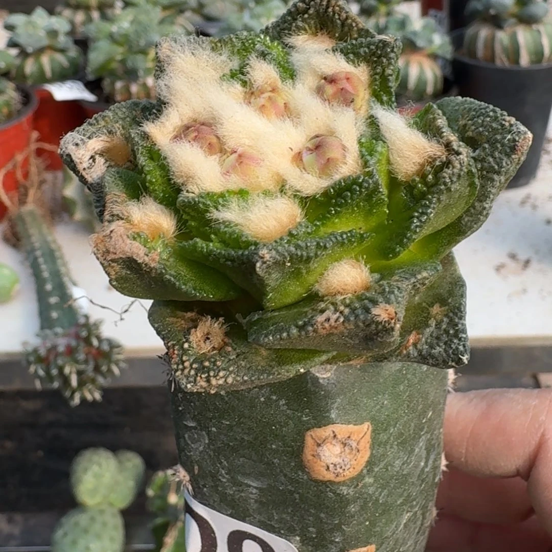 【闪购商品】无花朵白**博士牡丹600