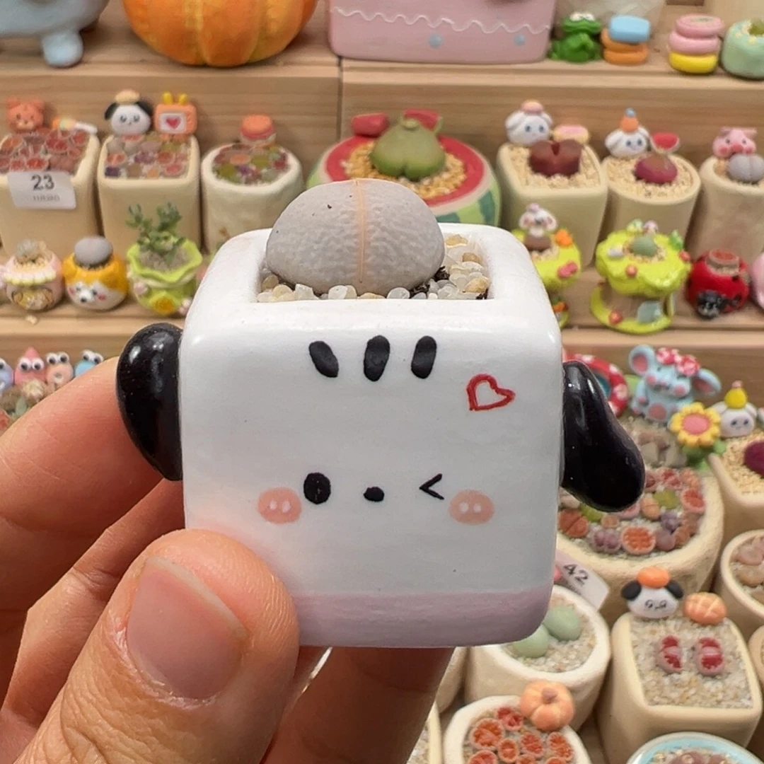 多肉植物114号高尔夫