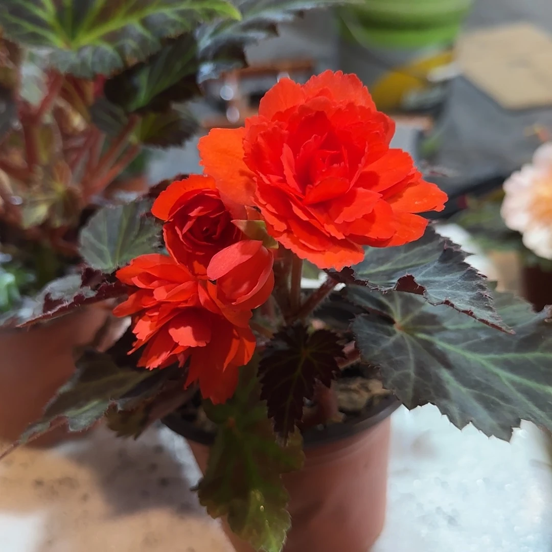 130珊瑚红 青颗状态