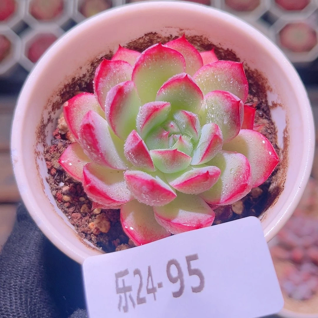 乐然24-95 紫女王