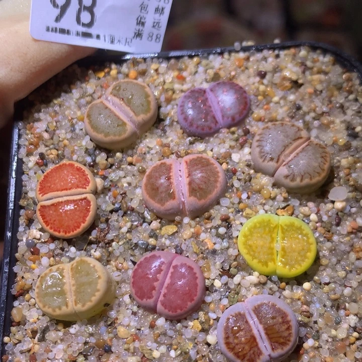 精品生石花212.98