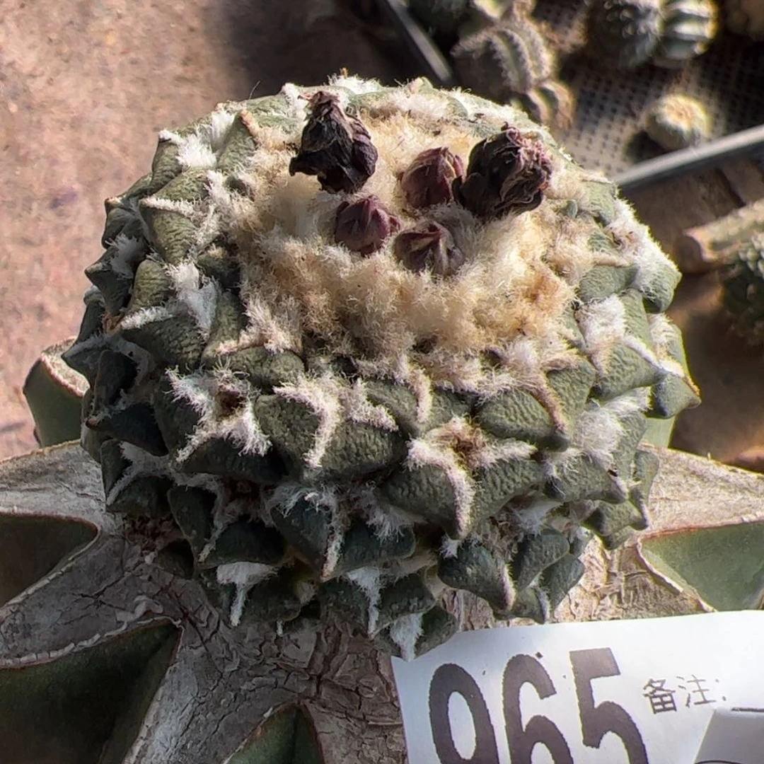 黑牡丹仙人球965