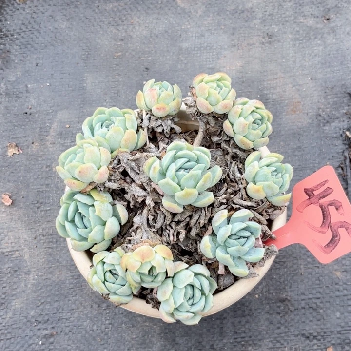 晨语多网一物一拍455