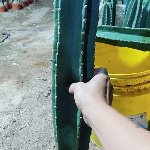 完全开放50公分左右脱土发货量天尺