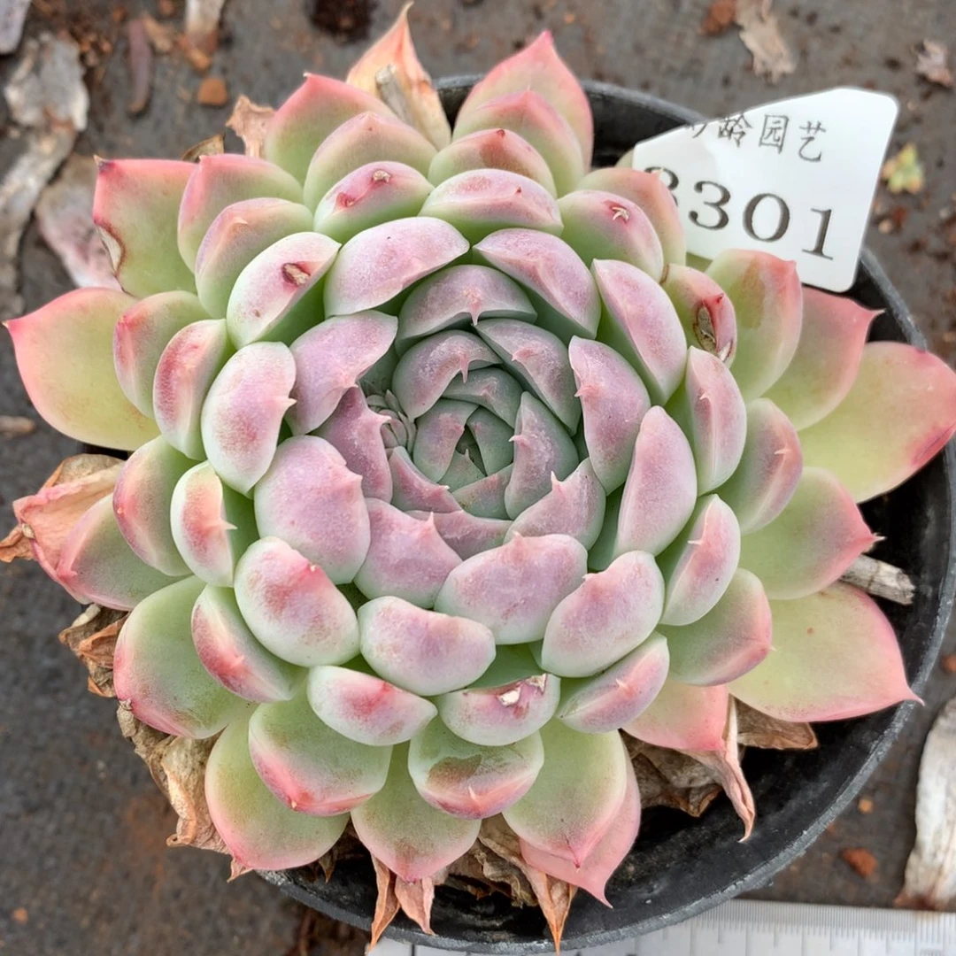 3301有叶伤杂交多肉植物