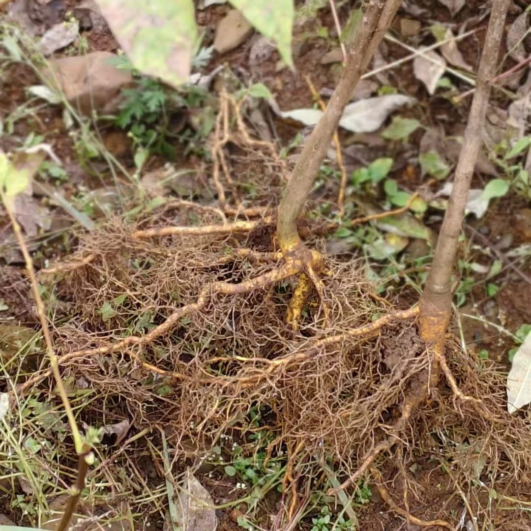 贵州厚皮黄柏树苗