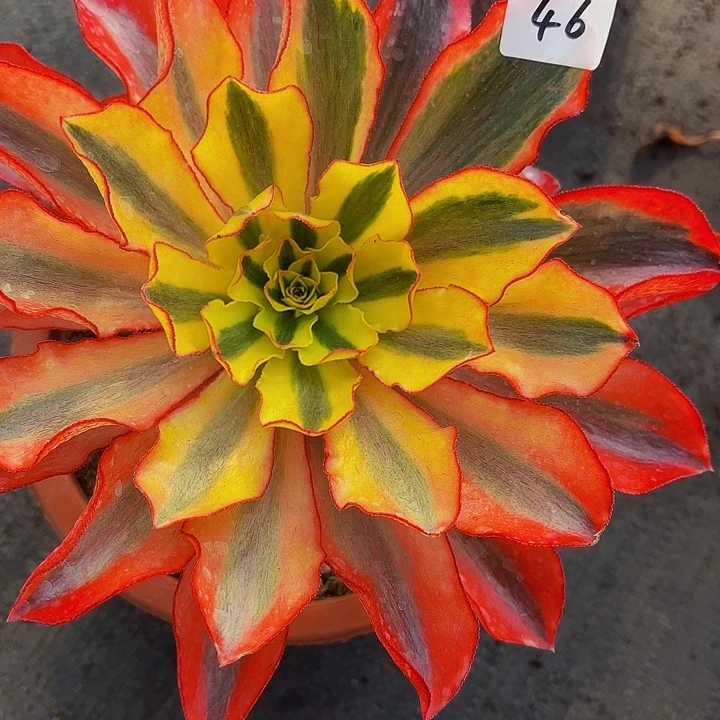 46多肉福利多肉植物植物