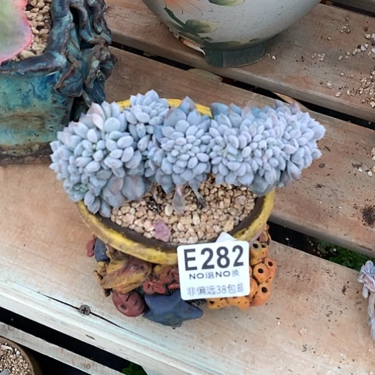 菩提子缀化282 亏本处理退款拉黑需延时发货