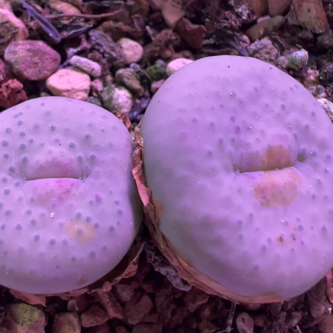 双头奶油厚唇 粉嘴 肉锥植物