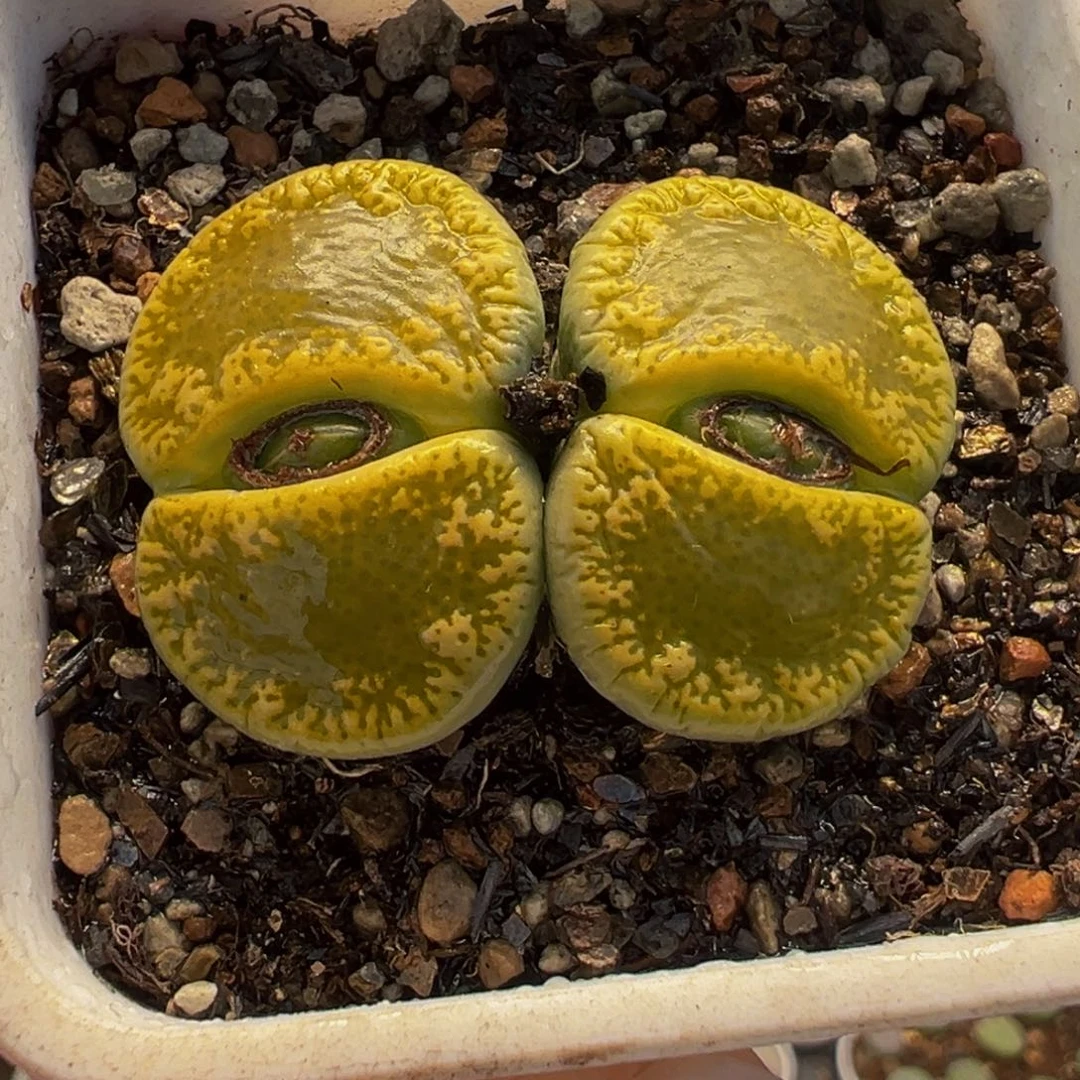 021多肉植物种类多样