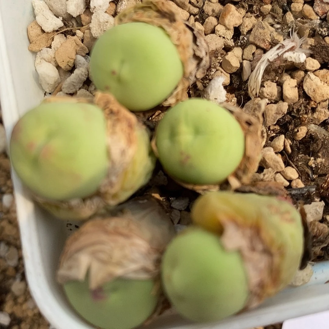 2750嘟嘟嘴小红嘴一颗