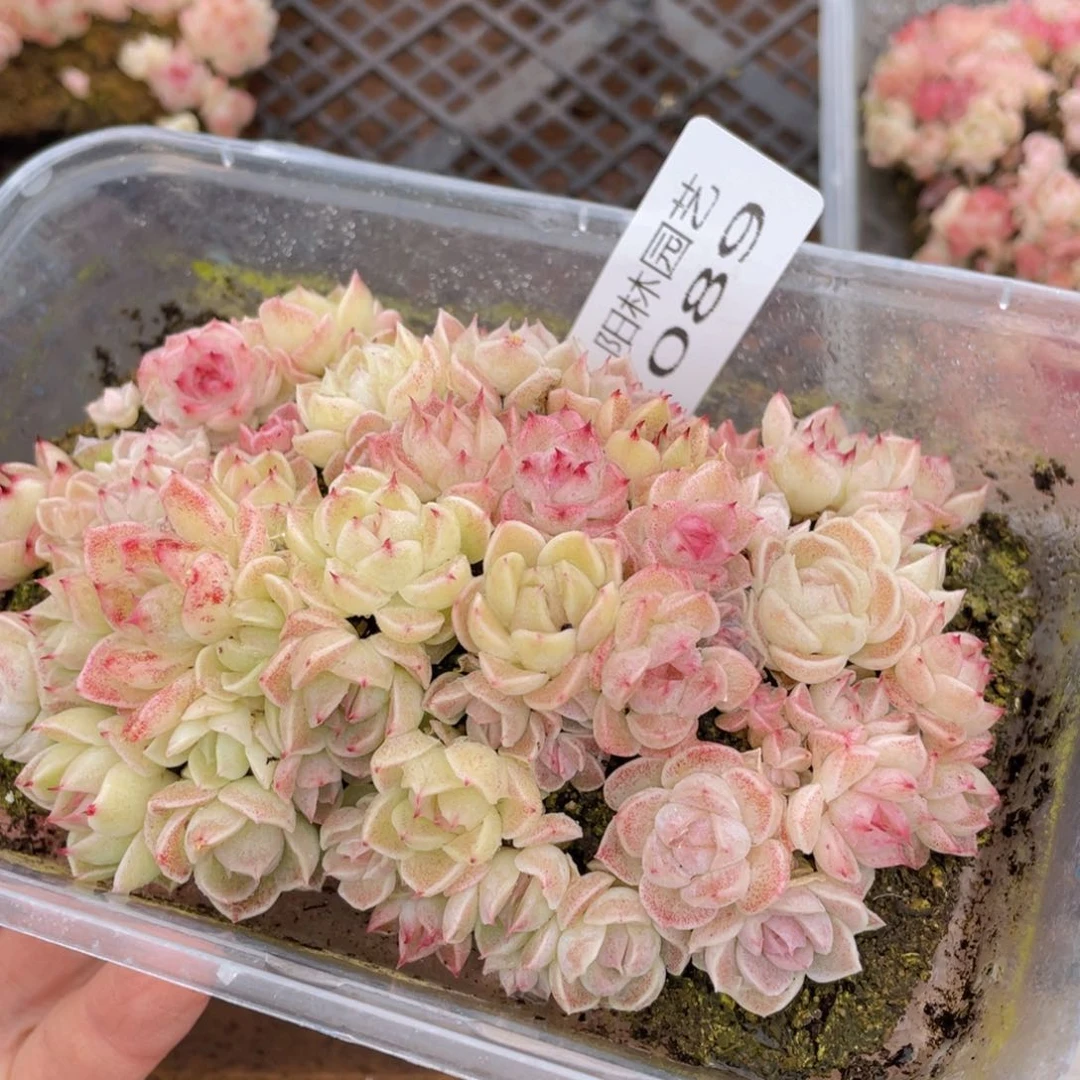 多肉植物多肉植物89