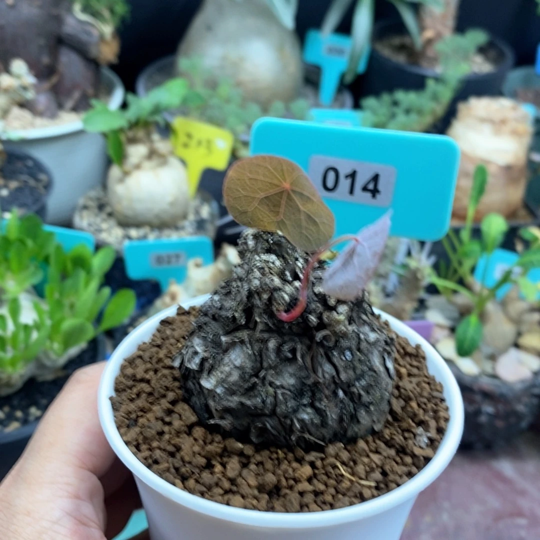 一叶龟多肉植物一个