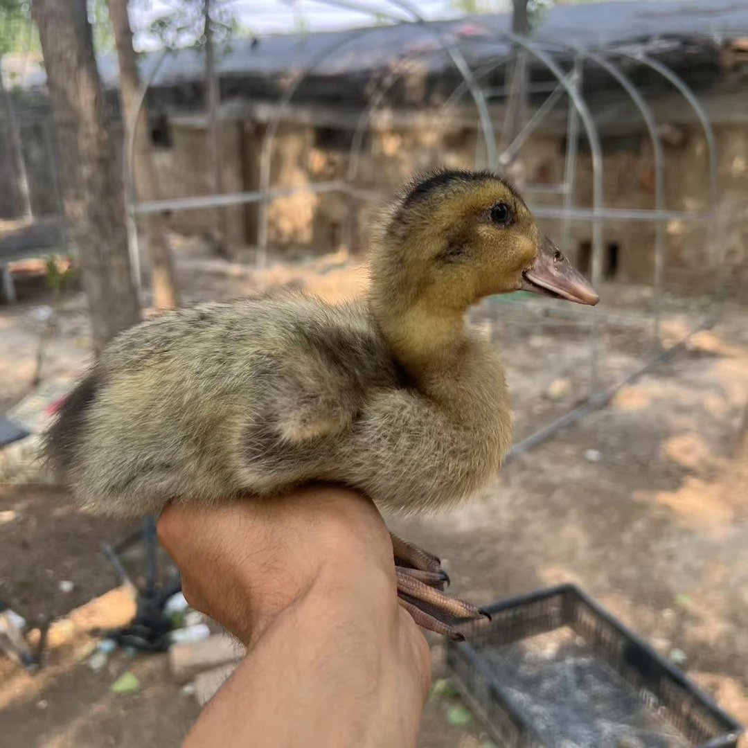 大种高邮绿壳双黄蛋鸭 1斤左右发货   凤头鸭