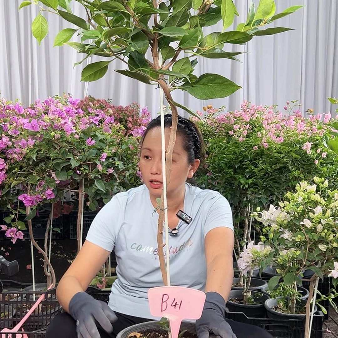 龙***哥当前无花栽培后可以开花B41变色龙