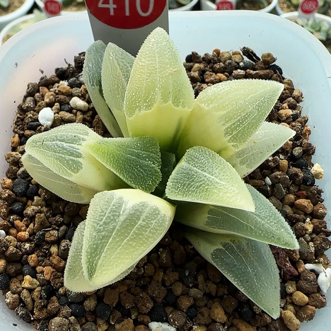 410号糊斑蓝光磨面锦一物一拍带盆土