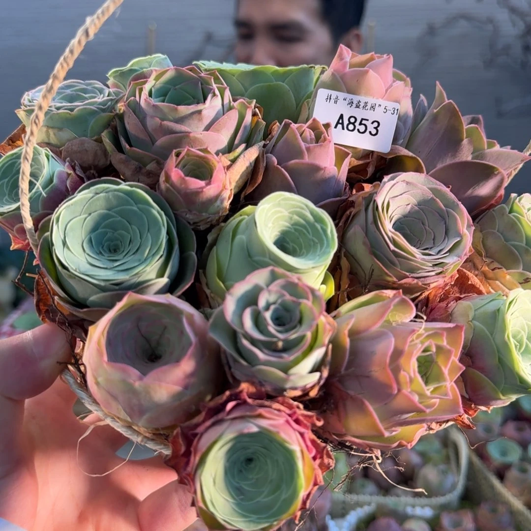 A853 铁艺花篮玫瑰组合