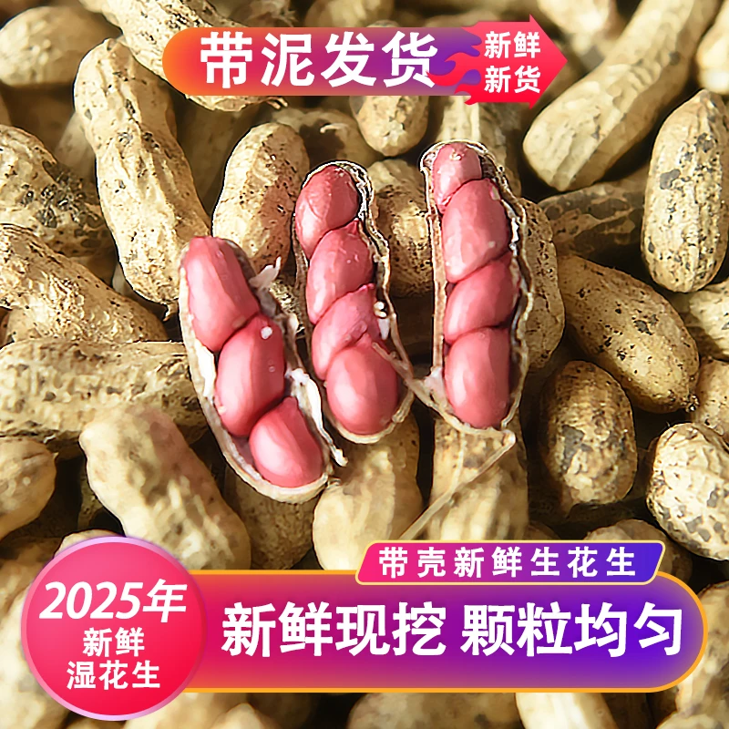 新鲜现挖带泥生花生湿花生当季农家带壳生花生
