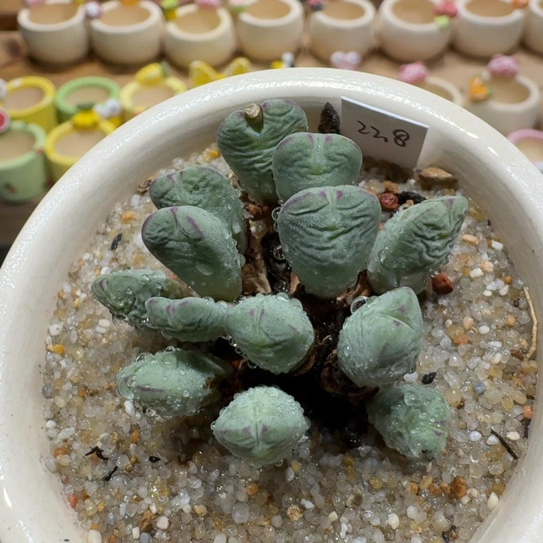 蘑菇1327少将群多肉植物