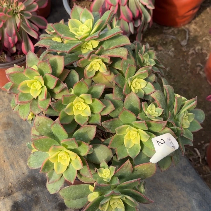 艳日辉多肉处氧化黑斑2055