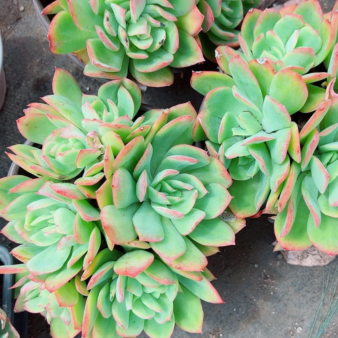 绮罗仙子多头群生