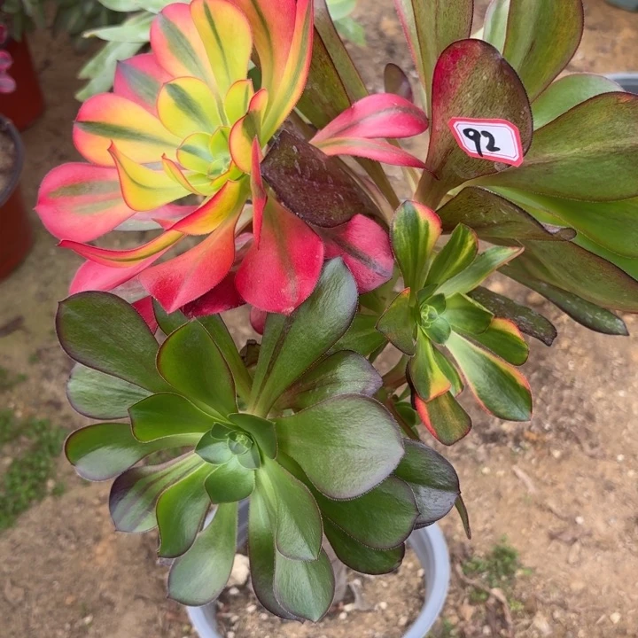 一物一拍有砍巫毒朵朵92