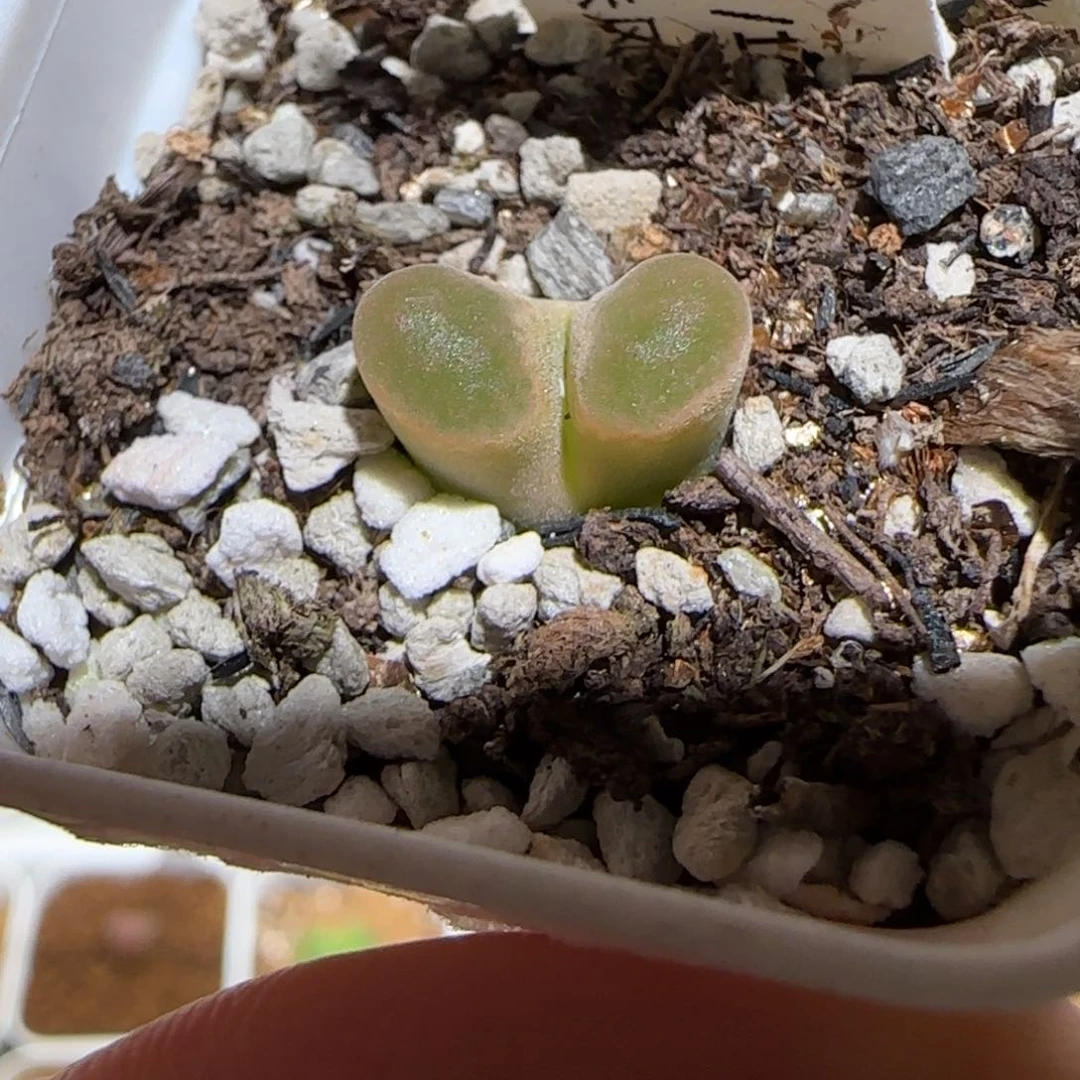 肉锥多肉植物组合-磁铁936