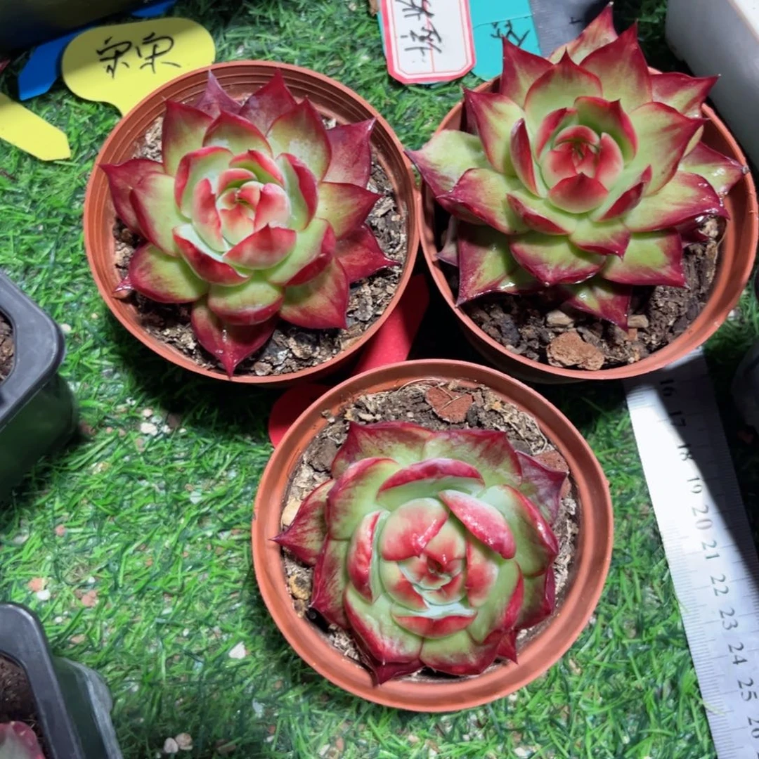 长***风惊鸿仙子一物一拍