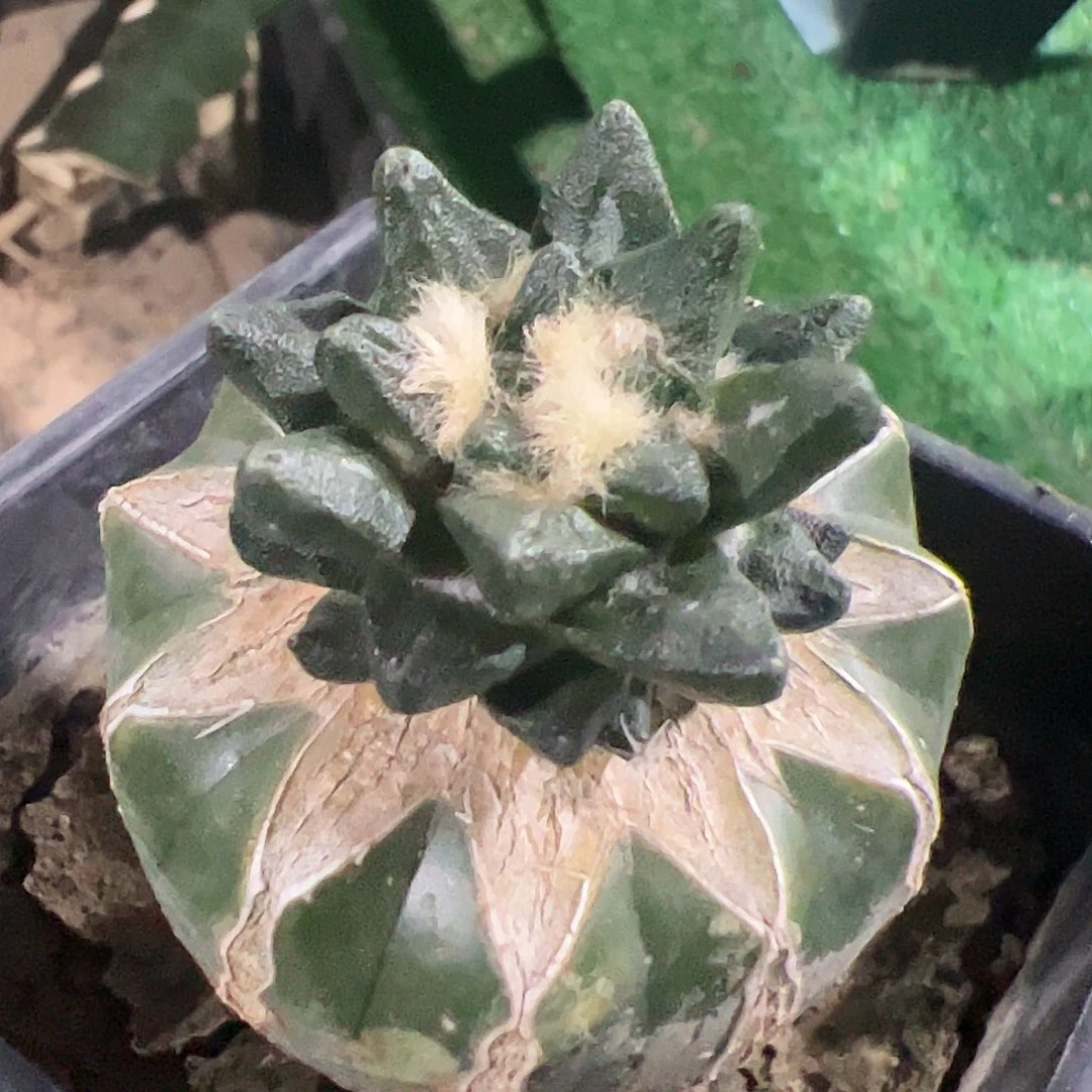 短尤龙角牡丹598