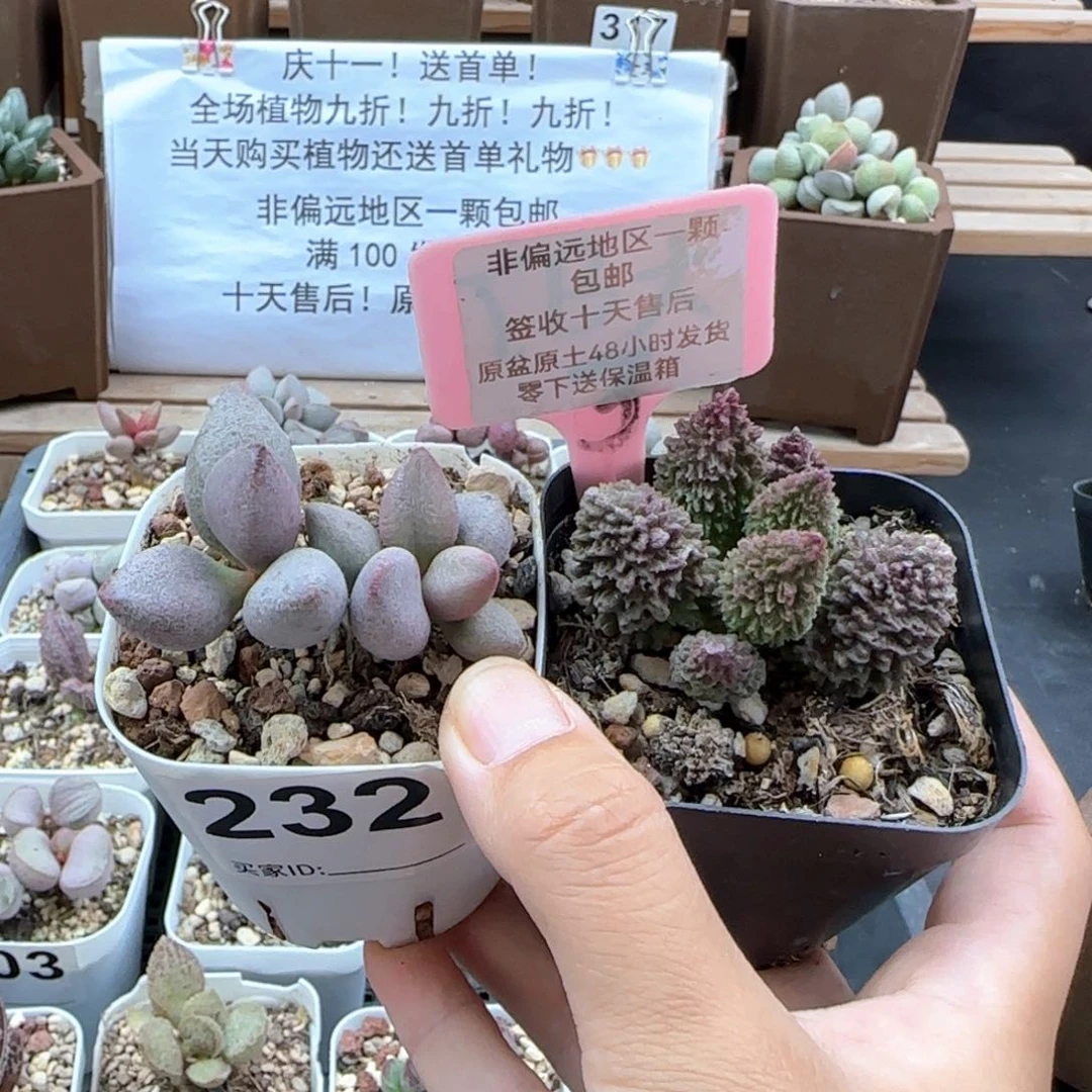 232白糖豆朱紫玉多肉植物