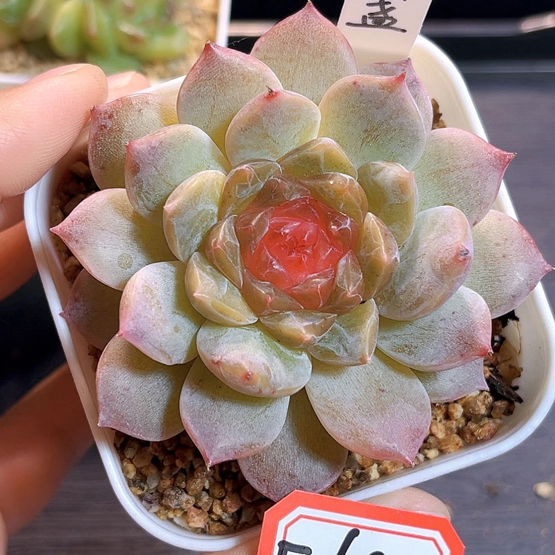 E699一物一拍 落盏