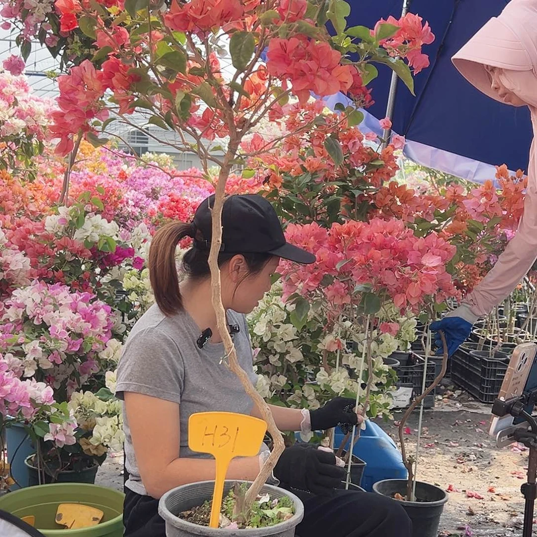 李****大部分花苞少量开放H31不甜西瓜